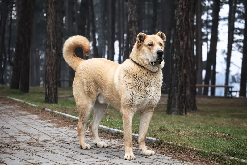 The Loyal Guardian: Turkmen Alabai Dogs as Pets - Promi-Blick